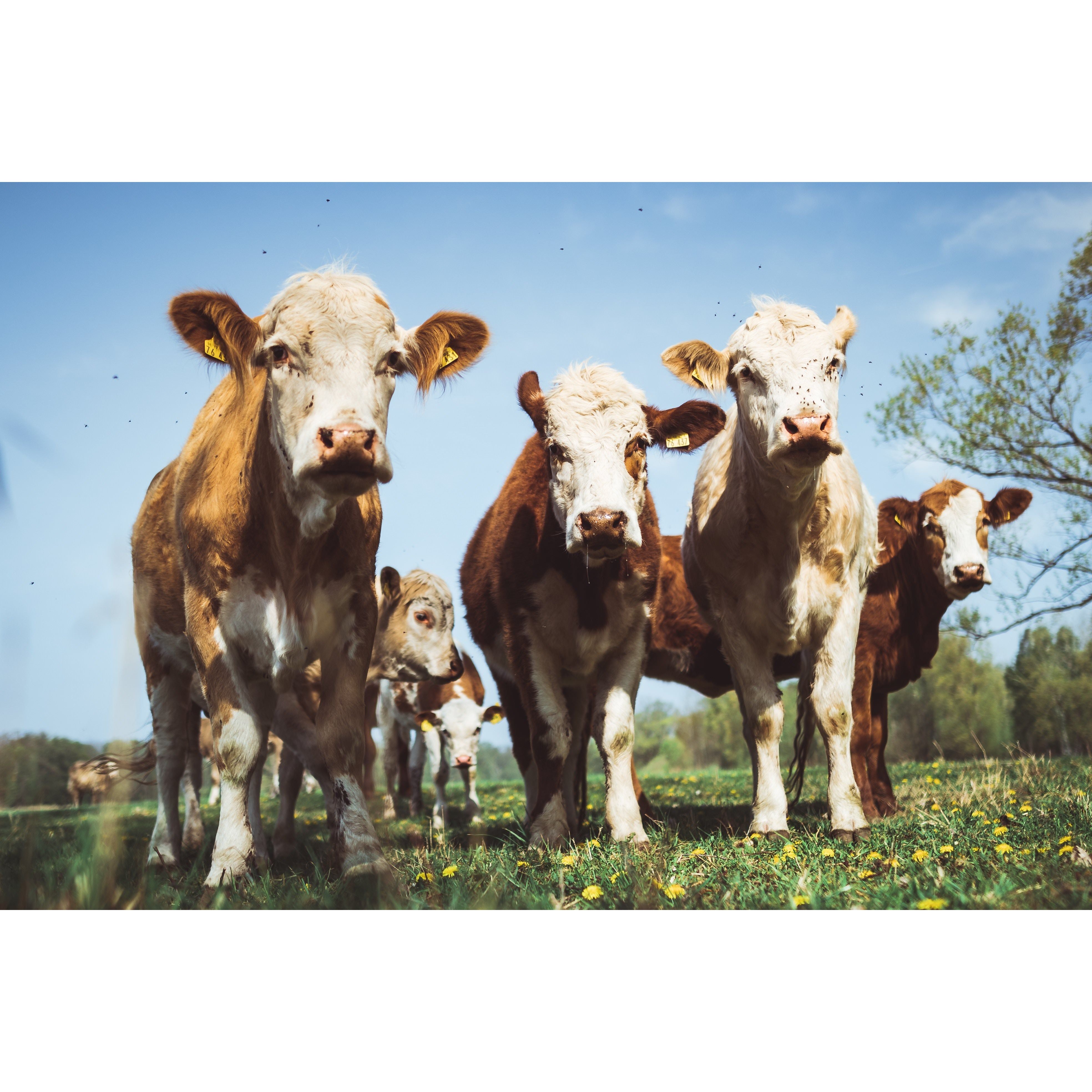 Cold Process Grass-Fed Whey Protein, Non-denatured, Pasture-Raised Cows