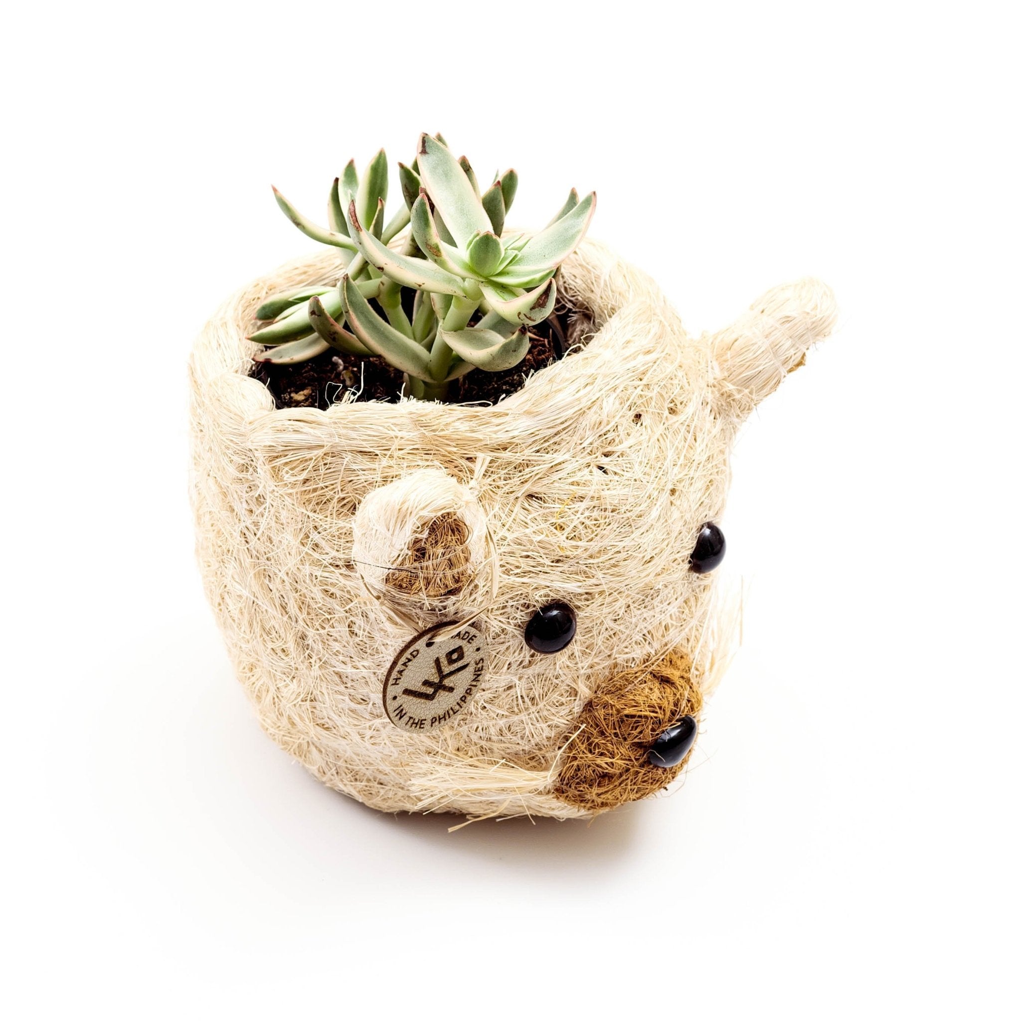 Cat Succulent Planter - Animal Head Planters | LIKHÂ by LIKHÂ